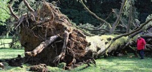 Damage in FLORENCE caused by bad weather the day after hailstrom