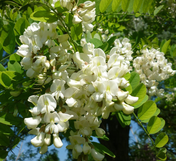 Frittelle di fiori di acacia