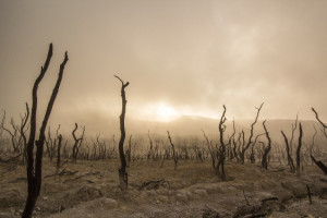 alberi-morti