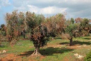 xylella2