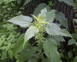 urtica_dioica