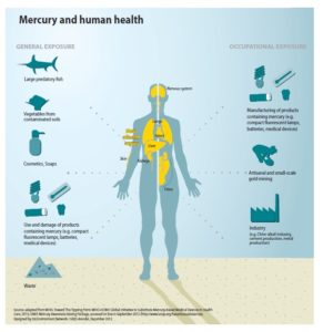 mercury-and-human-health