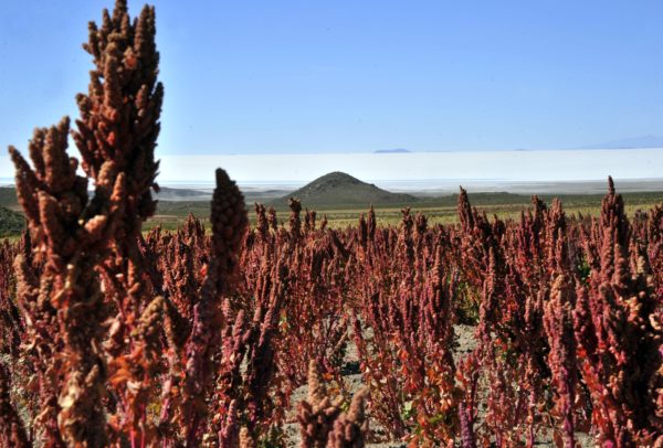 Quinoa in "fermento"