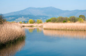 oasi_di_focognano_-_panoramica