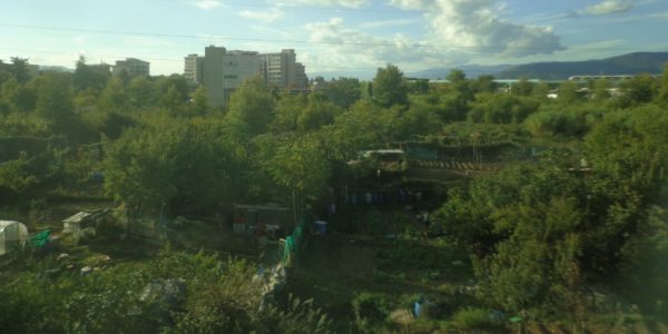 Il posto degli alberi in città: domani