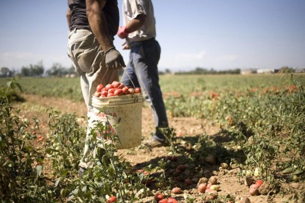 Stop allo sfruttamento dei migranti come lavoratori agricoli in Italia