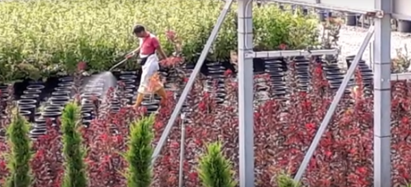 Ribellati ai pesticidi e alla politica avvelenata. Sostieni il ricorso al Tar per fermare la Regione Toscana
