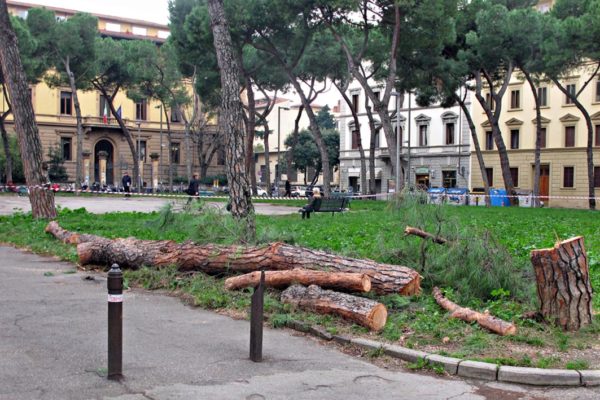 Taglio degli alberi a Firenze: l'appello a Mancuso, consigliere speciale di Nardella