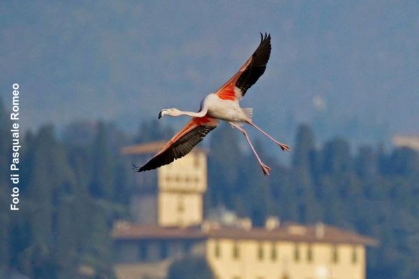 La Piana delle meraviglie: il territorio dell’agroecologia e della fertilità ecosistemica 