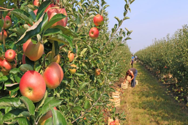 SLAAP, ovvero ceffoni giudiziari a chi difende l'ambiente