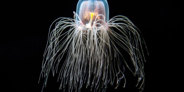 Divenire invertebrato. Dalla Grande Scimmia all’antispecismo viscido