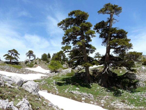 Il parco del Pollino: com'era, com'è e come potrebbe essere
