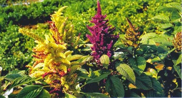 Gnocchetti di erba meraviglia (amaranto)