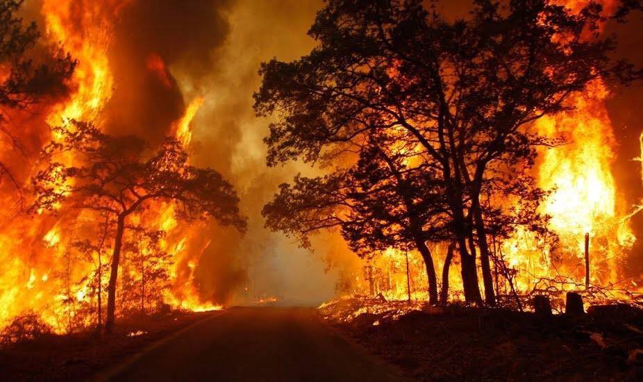 Incendi e crisi ambientale: salvare il paesaggio e il futuro della Calabria