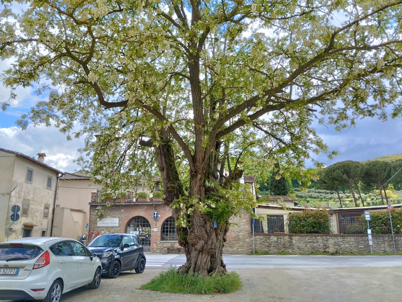 La Robinia di Rosano