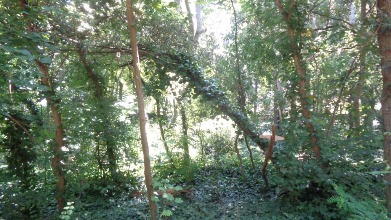 Buone pratiche per l'incremento della biodiversità e della mitigazione climatica nel verde pubblico urbano