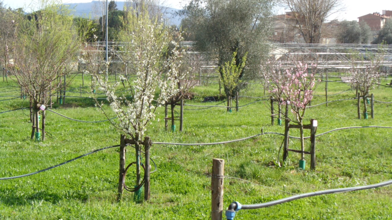 Il nuovo Piano del verde di Firenze: un'analisi