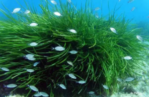 Esemplare di Posidonia Oceanica con la fauna circostante